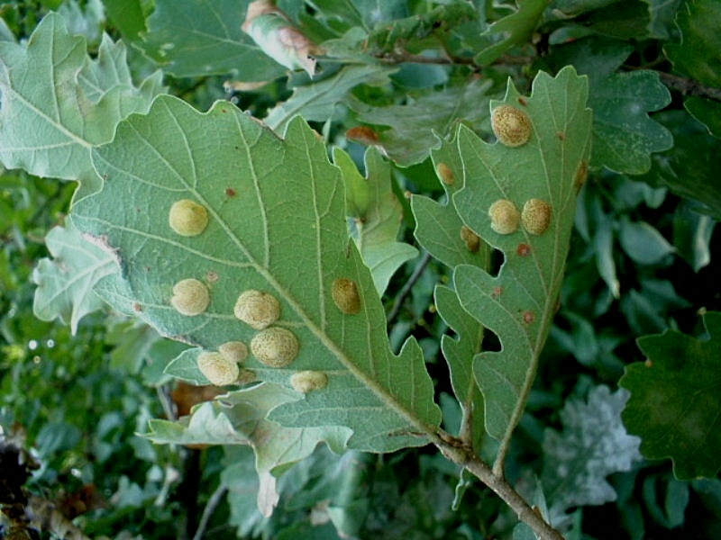 Galle di Neuroterus quercusbaccarum